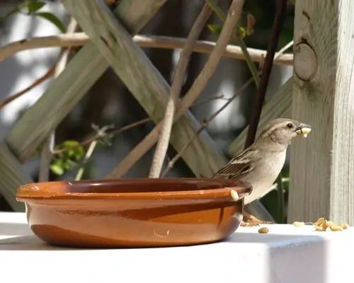 Gorrión comiendo