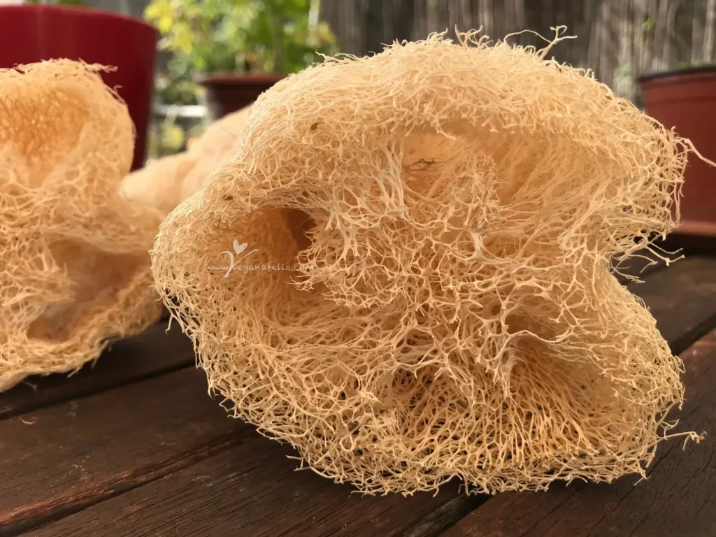 4( Four) esponja vegetal natural esponja vegetal esponja Sponge