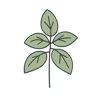 Albahaca