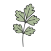 Cilantro