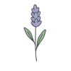 Lavanda
