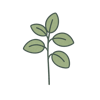 Orégano