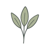 Salvia