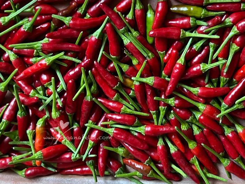 Cosecha-planta-chile-maceta-frutos-verdes-rojos