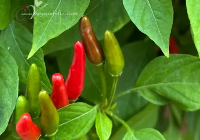planta-chile-maceta-frutos-verdes-rojos