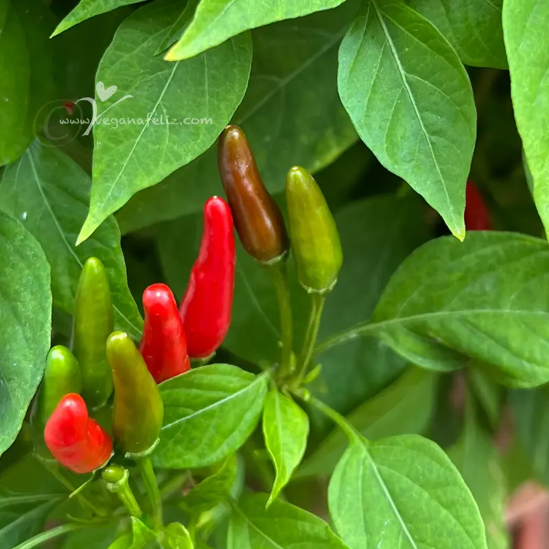 planta-chile-maceta-frutos-verdes-rojos